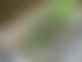 İki Japon Kavunu Açık Arttırmada 29.000$'a Alıcı Buldu