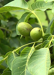 Juglans_Regia_Ceviz.jpg