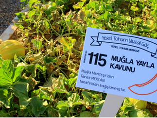 Muğla'nın Tıbbi-Aromatik Bitkiler Bahçesi ve Yerel Tohum Merkezi