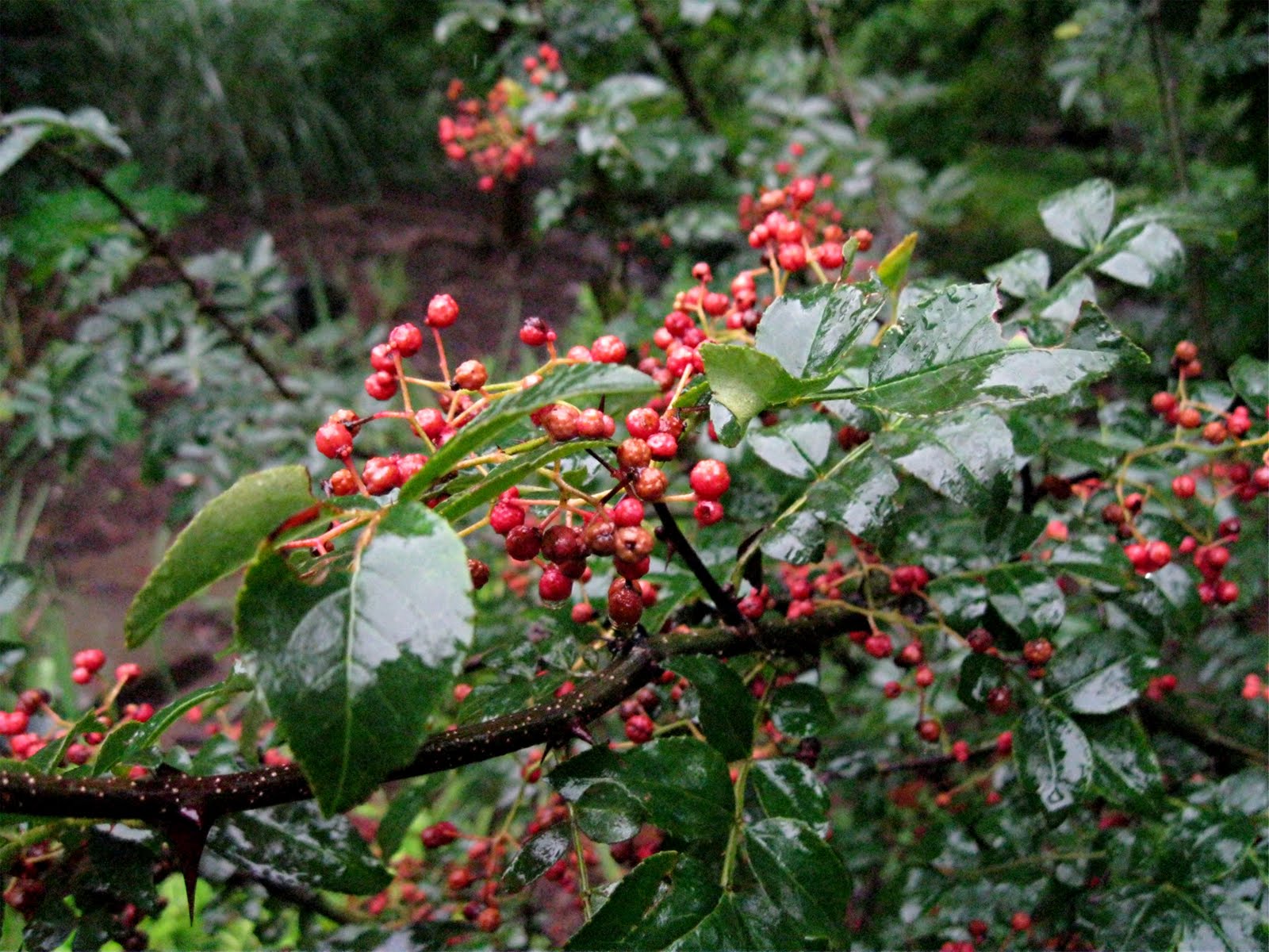 zanthoxylum piperitum.gif