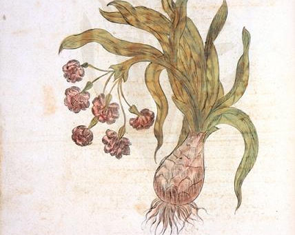 Bugün Türkiye'nin İlk Tıbbi ve Aromatik Bitkiler Portalını Açtık!