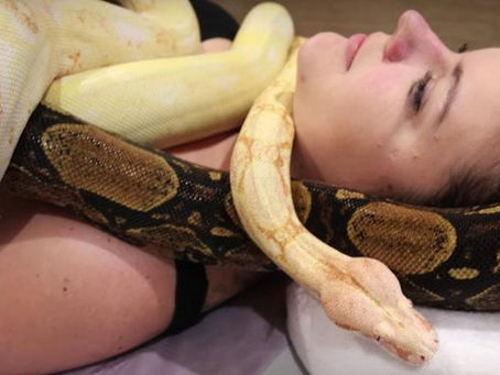 New York'ta Bir "Şımarıklık Akımı" Olarak Yılan Masajı (!!)