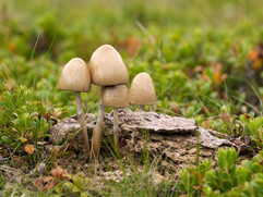 Panaeolus semiovatus.jpeg