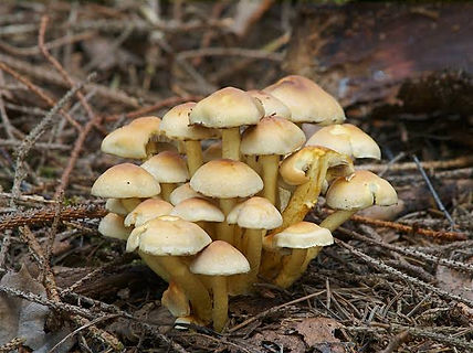 Hypholoma fasciculare.jpeg