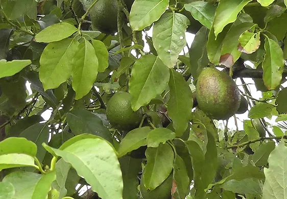 Cerci Yusuf Mirasi Tibbi Aromatik Bitkiler Avokado