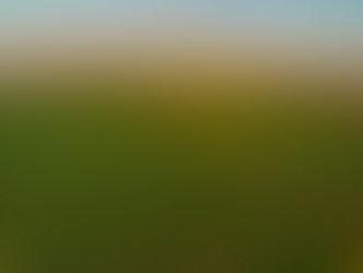 Avustralya'da Sandal Ağacı Atıklarından İleri-Dönüşüm Tütsü Üretimi