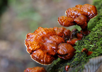 Ganoderma lucidum .jpeg