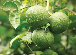 Kabosu (Citrus sphaerocarpa) 