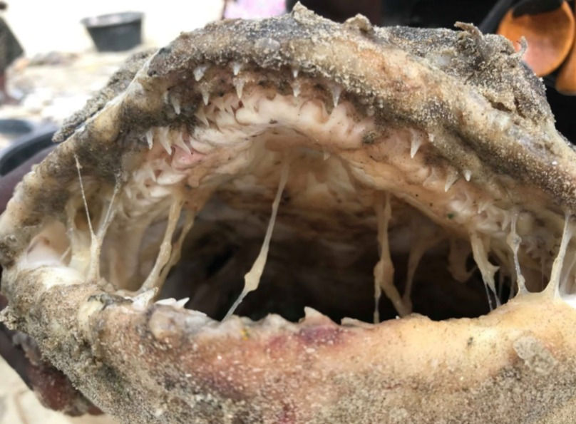 Sawback angel shark