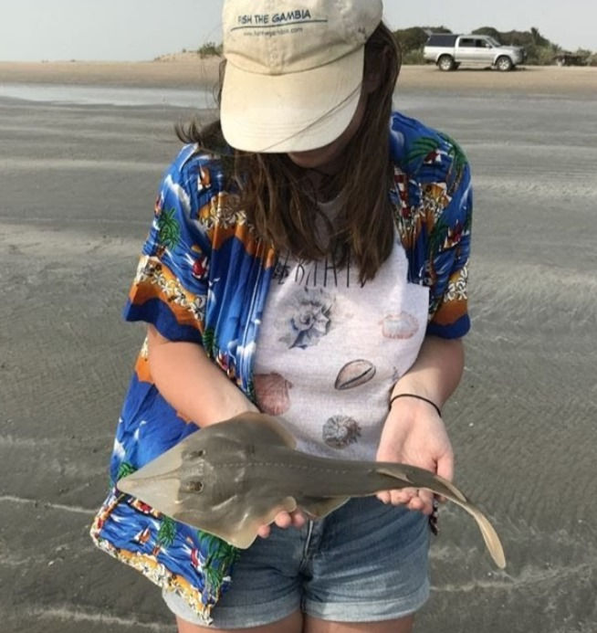 A juvenile black-chinned guitarfish returned to the sea after being measured and weighed