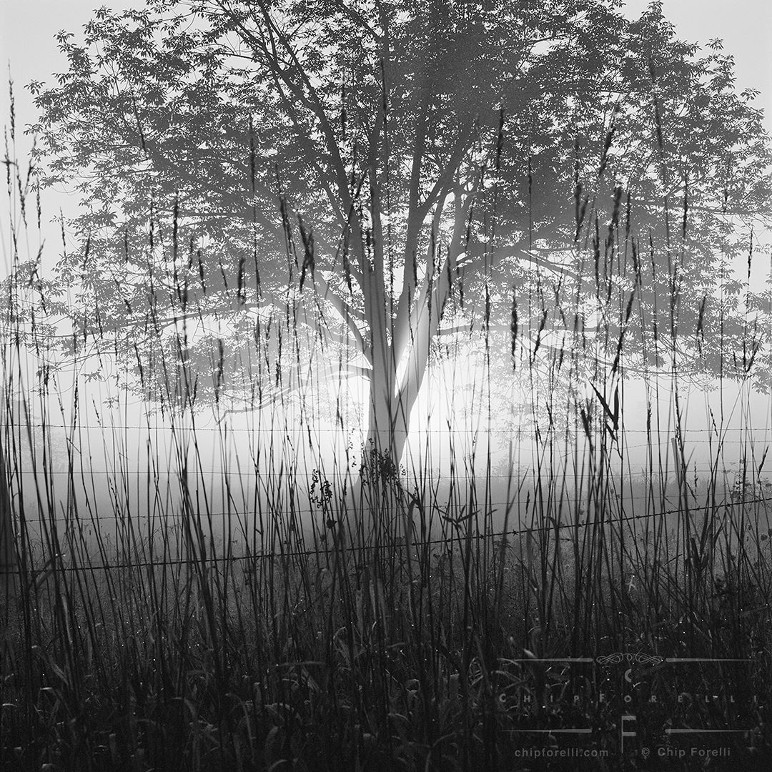 A backlit silhouetted tree fills the frame with tall grasses and a wire fence in the foreground in black and white.