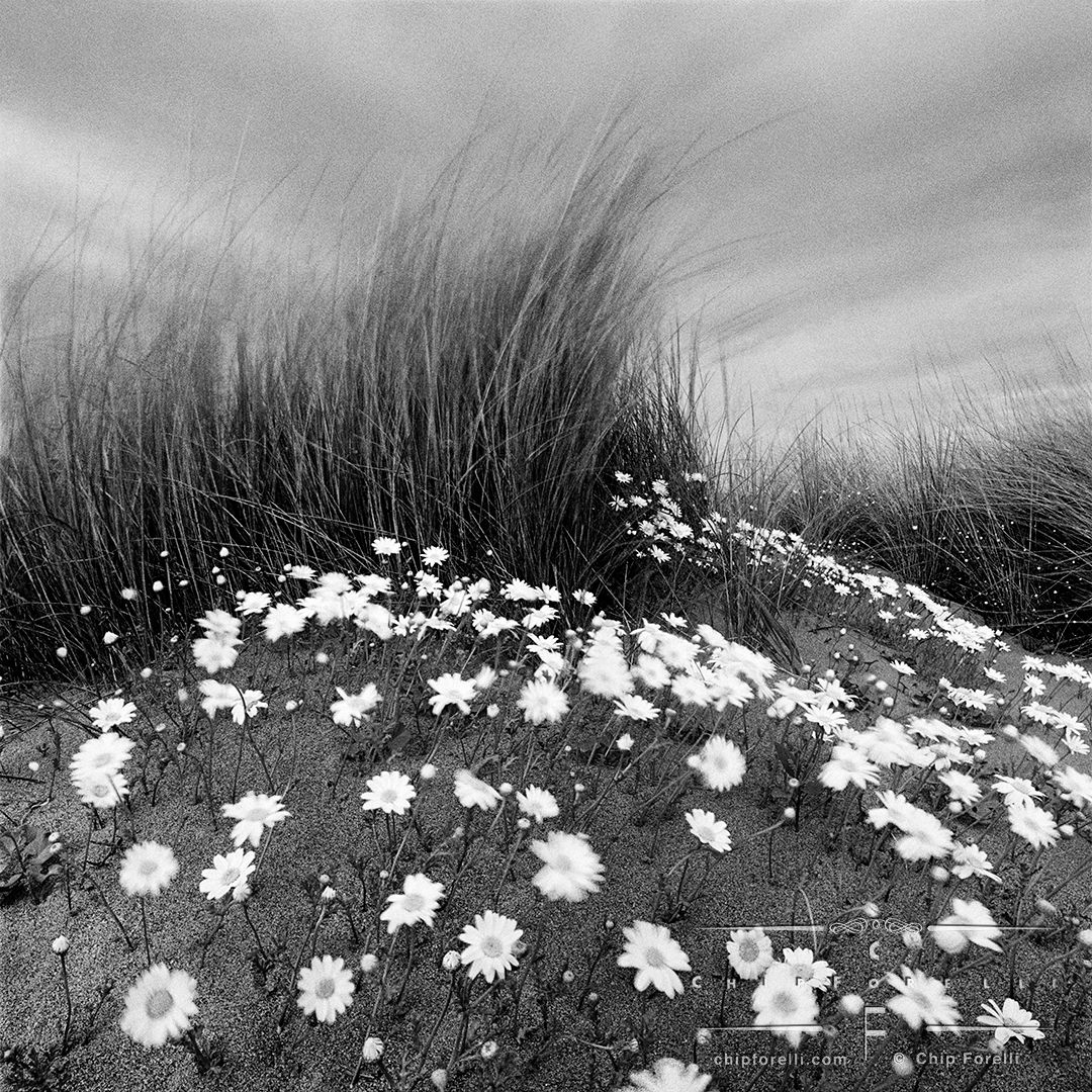 A sand dune with a clump of beach grasses in motion surrounded by flowers growing out of the sand.