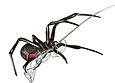 blackwidowspider2.jpg