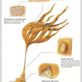 Saccorhiza polyschides-página002.jpeg