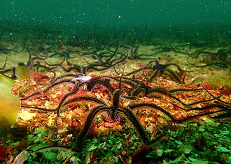 equinodermo ofiura negra Ophiura nigra