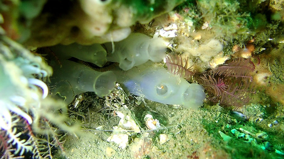 ASCIDIA DE TUBO