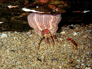 Aulactinia verrucosa P3090367b.JPG