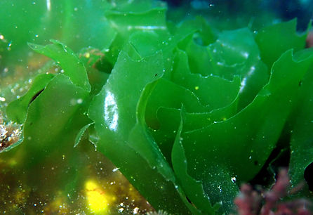 alga verde galicia Ulva lactuca