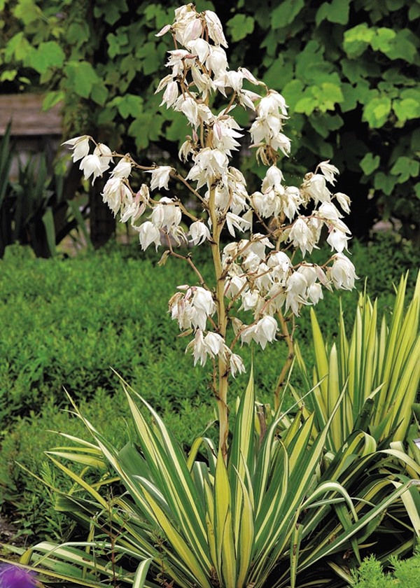 Yucca - Golden Sword