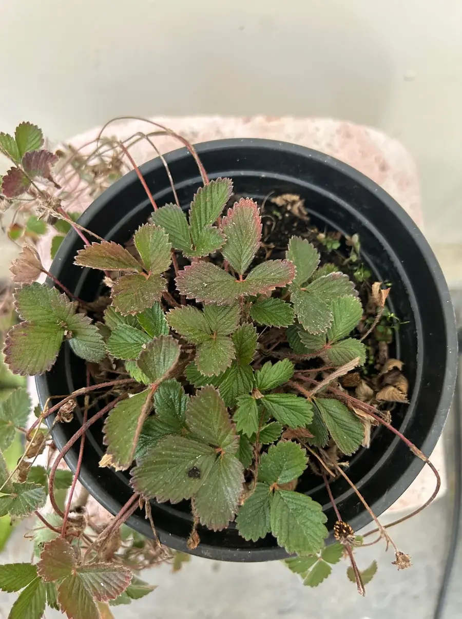 Strawberry - Fragaria Montana (woodland)