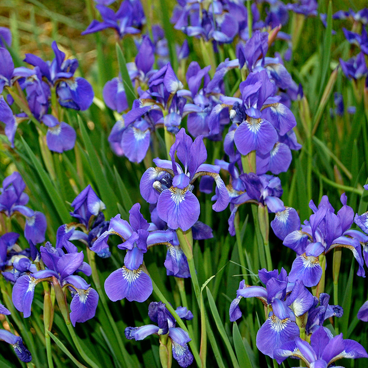 Iris - Siberian