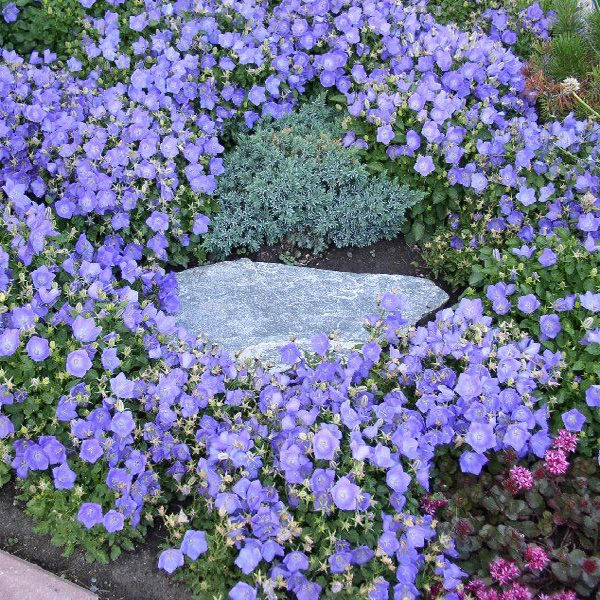 Campanula (bellflower) - purple