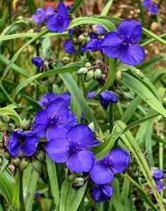 Spiderwort