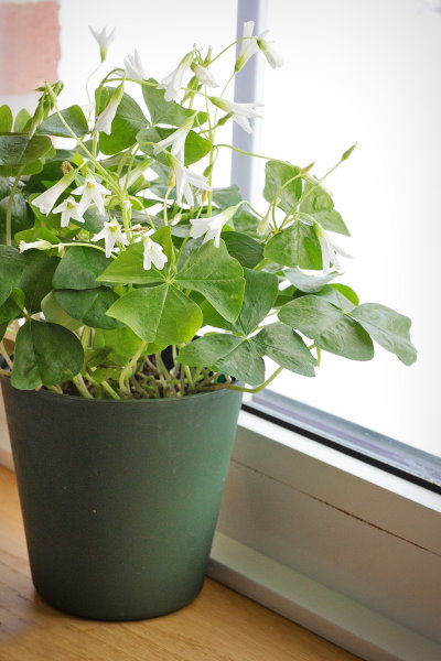 Shamrock