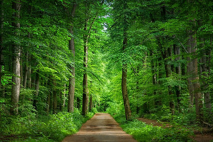 path-5179112_1280.jpg