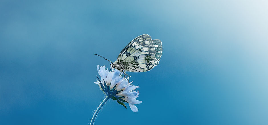butterfly-1611794.jpg