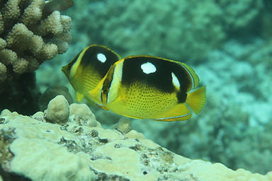 Fourspot for David.jpg