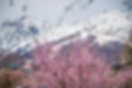 sakura