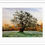 Thumbnail: Print -  Studley Tree - WaterColour