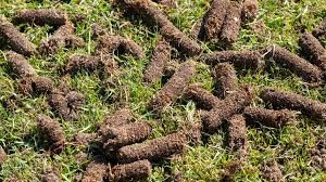Plugs on ground after aerating
