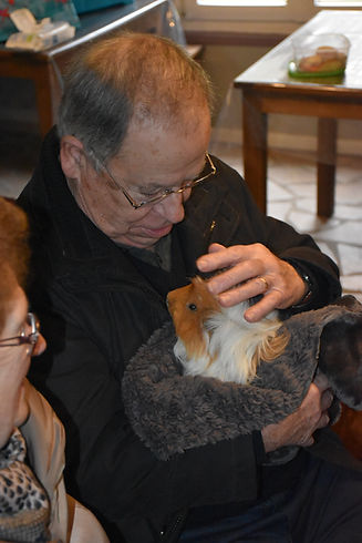 Cochon d'inde en médiation