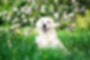shutterstock_650739766_edited.jpg