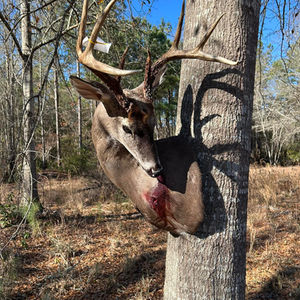 Deer Mounts 