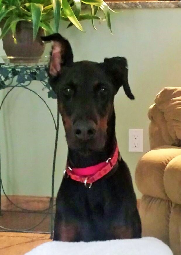 Doberman Pinscher Rescue of PA, Inc.