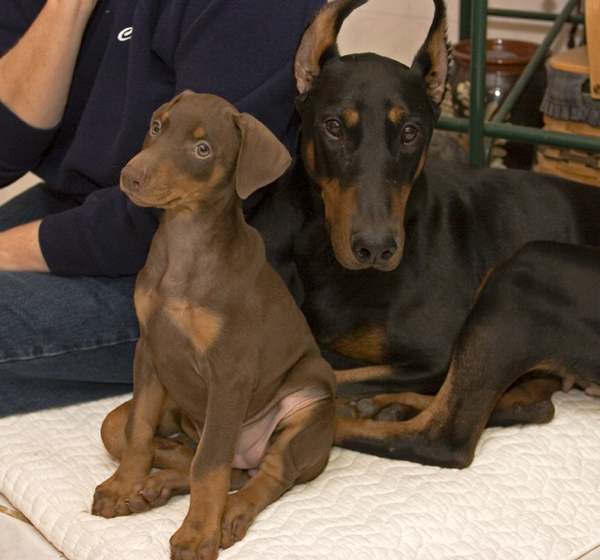 Doberman Pinscher Rescue of PA, Inc.