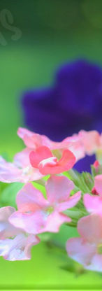 DSC_0027_zpsh4mpfcc0 (2) (1).jpg