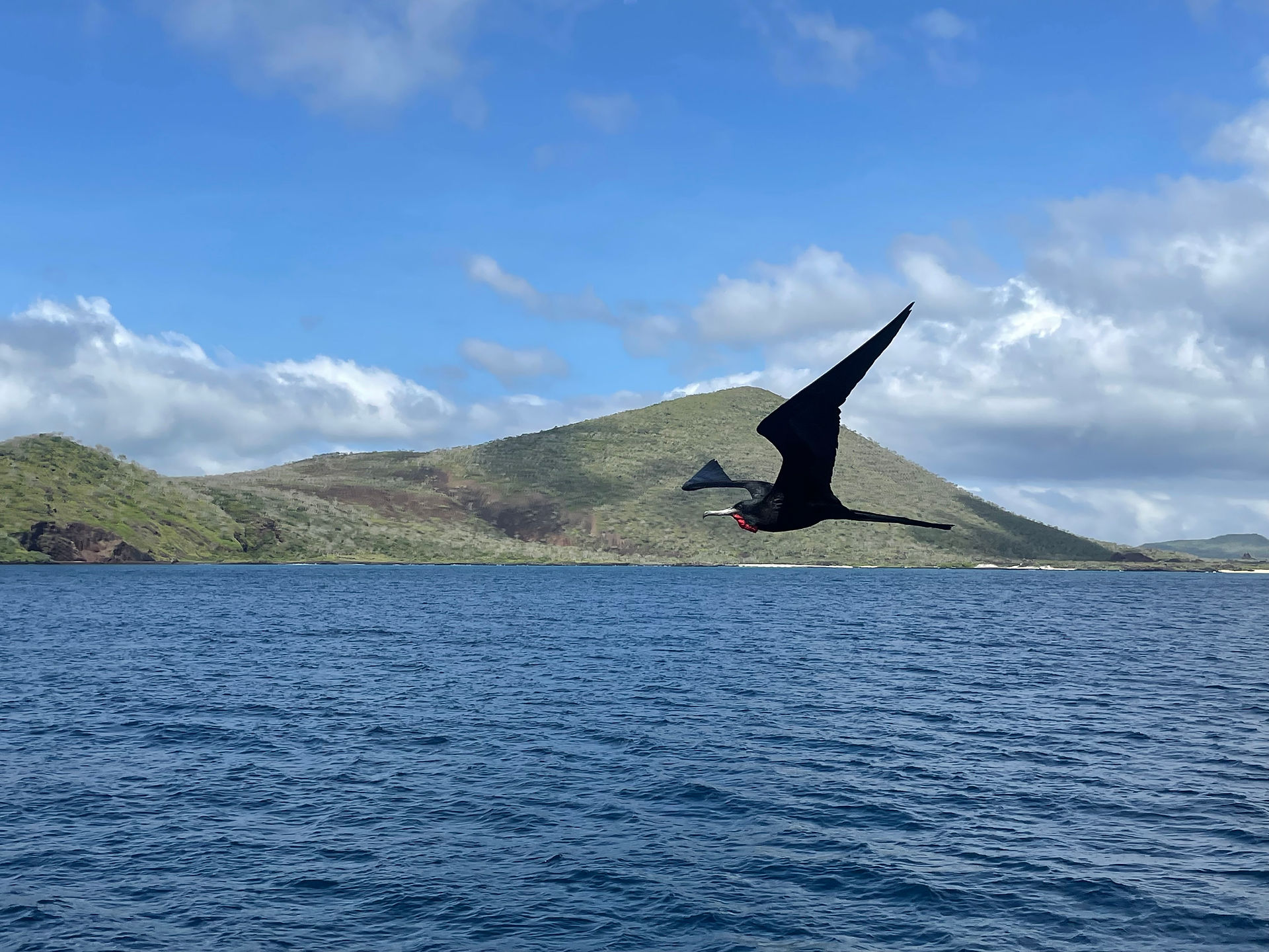 Frigate Bird