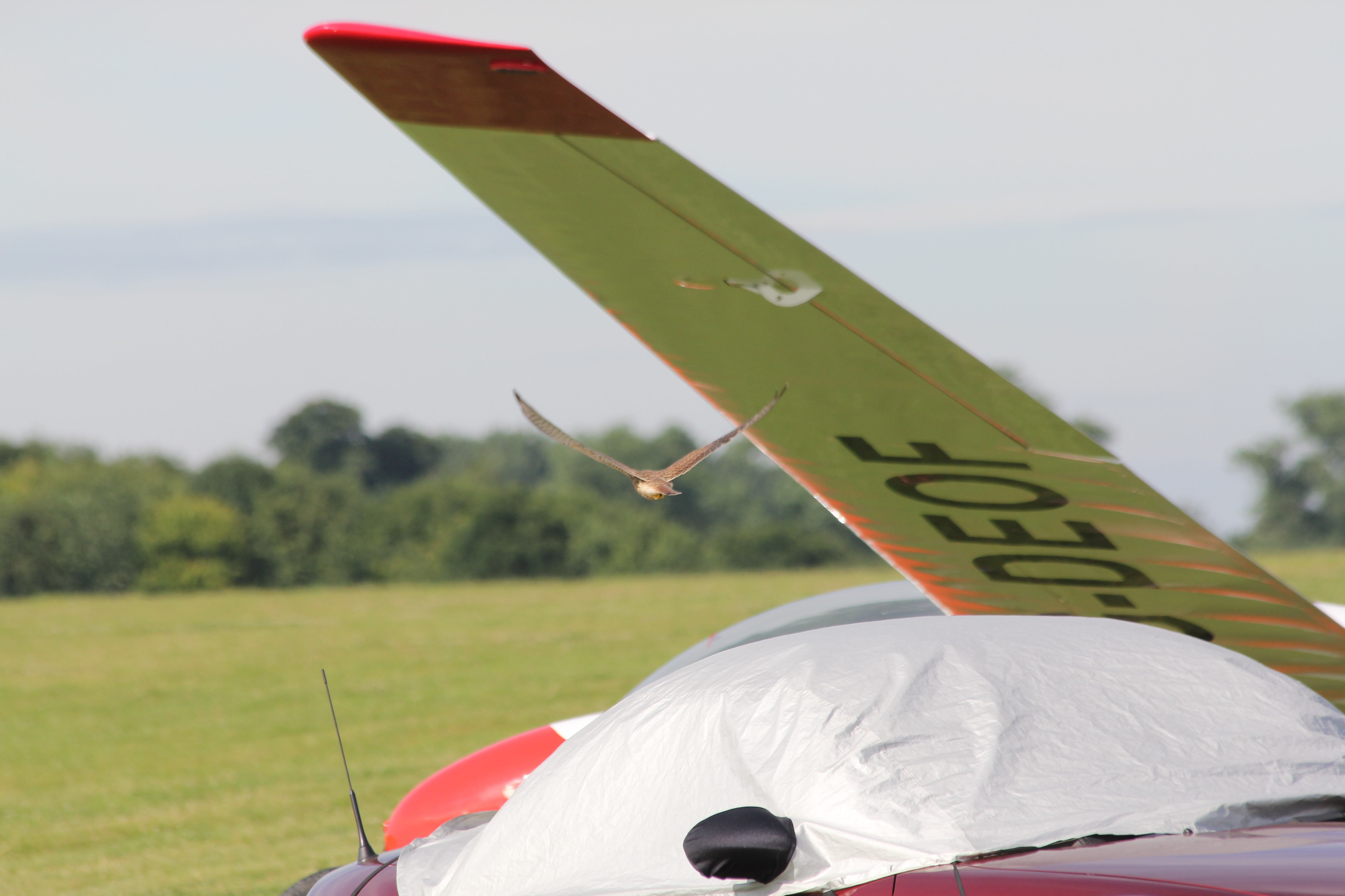 Kestrel flying under glider wing