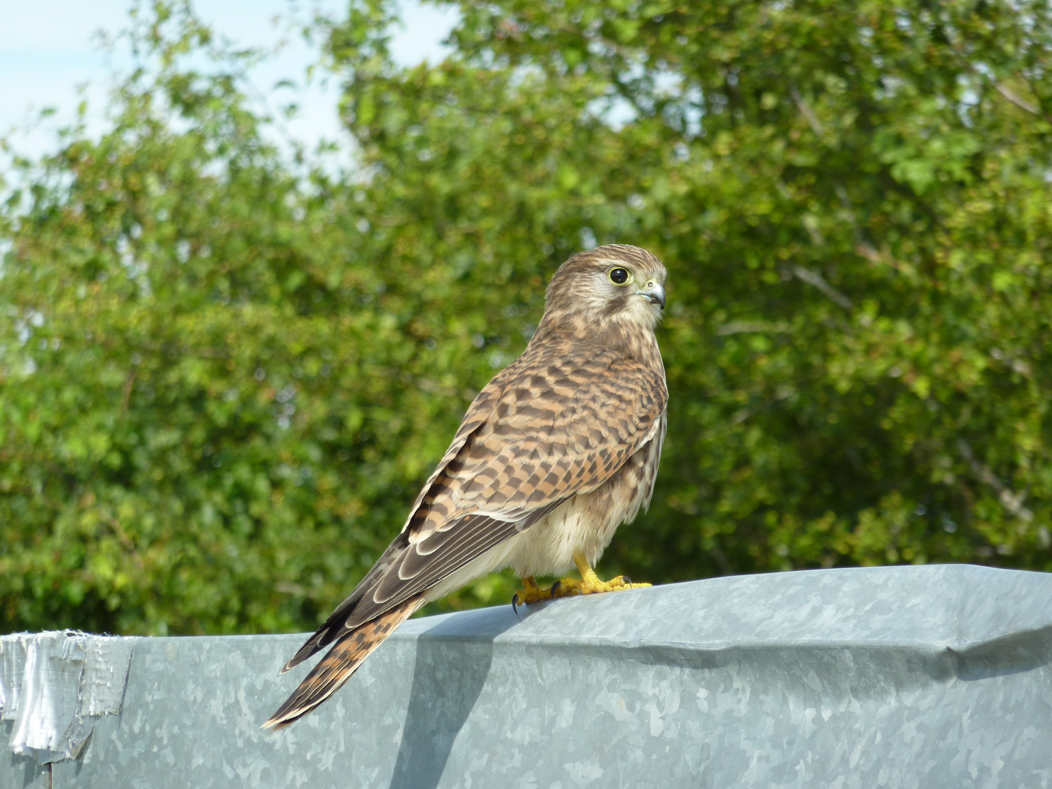 Kestrel on top of portable aircraft hangar - Copyright Charles Forsyth 2016