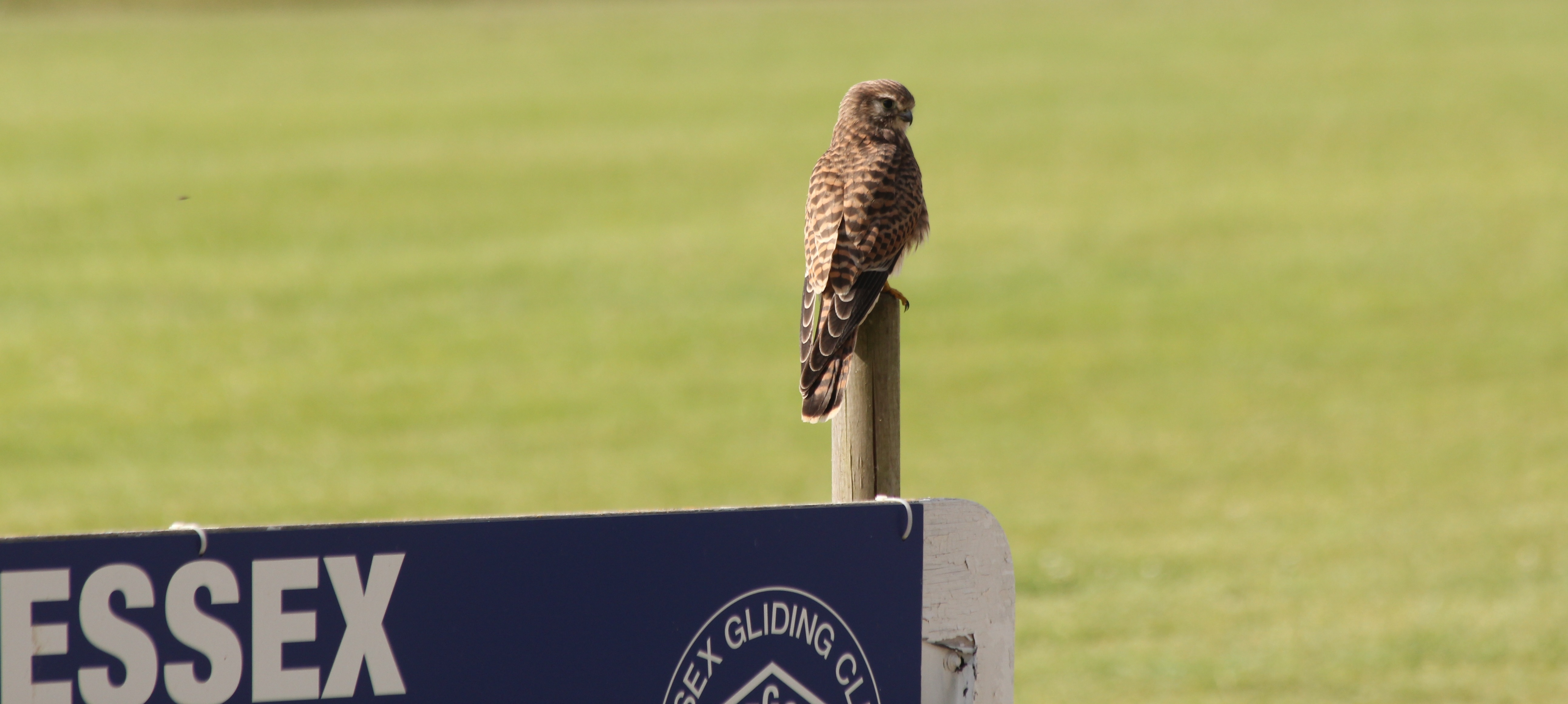 Kestrel on airfield sign
