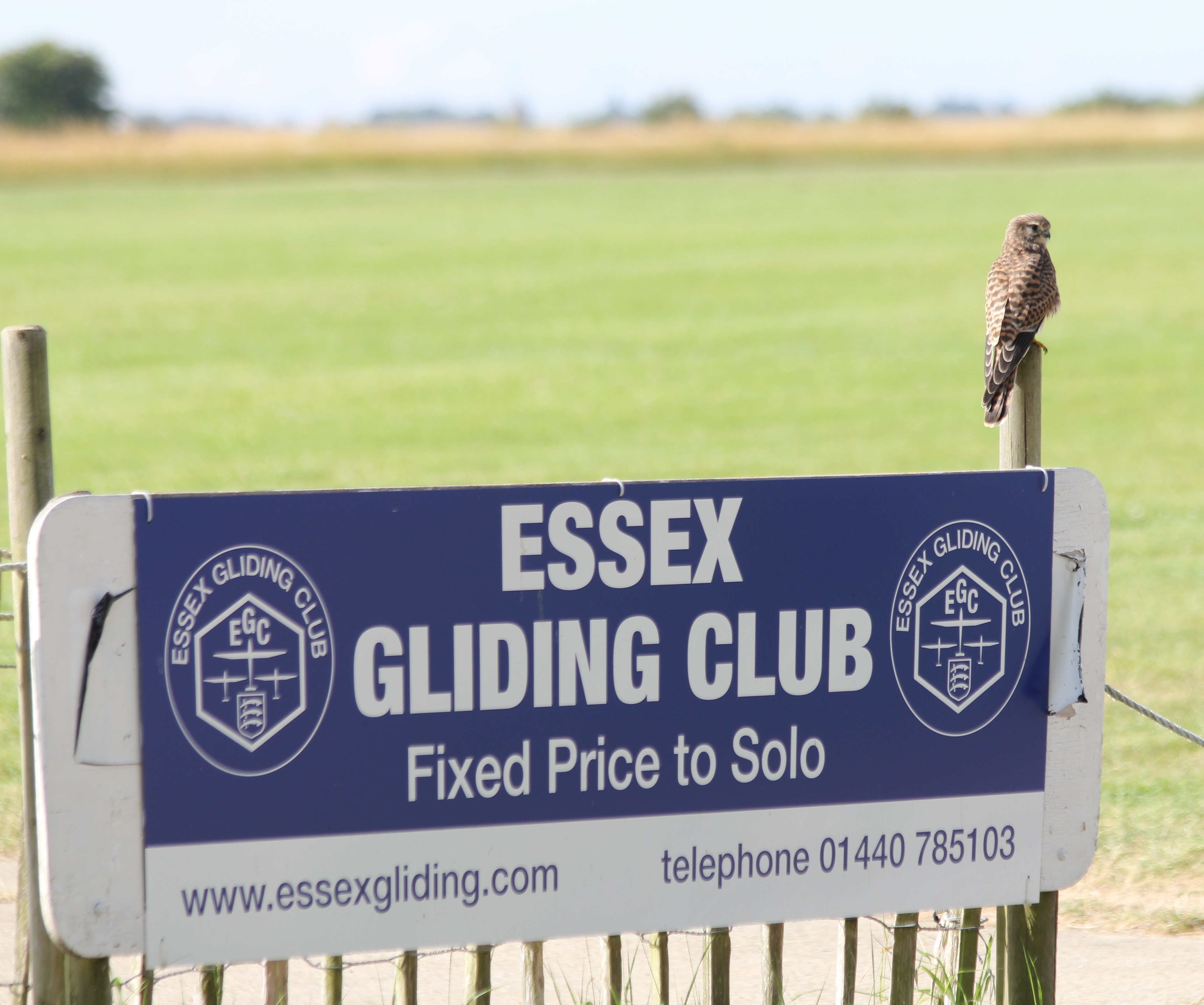 Essex Gliding Club Kestrel