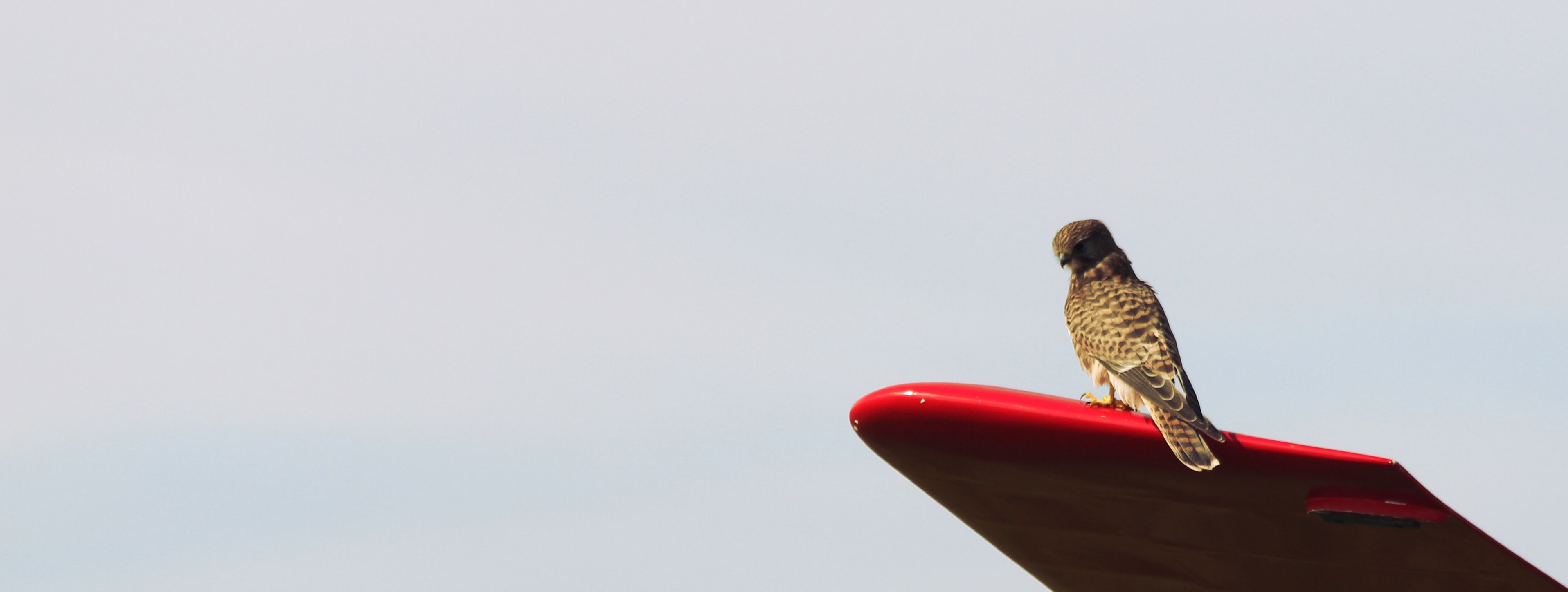 Kestrel on K13 wing