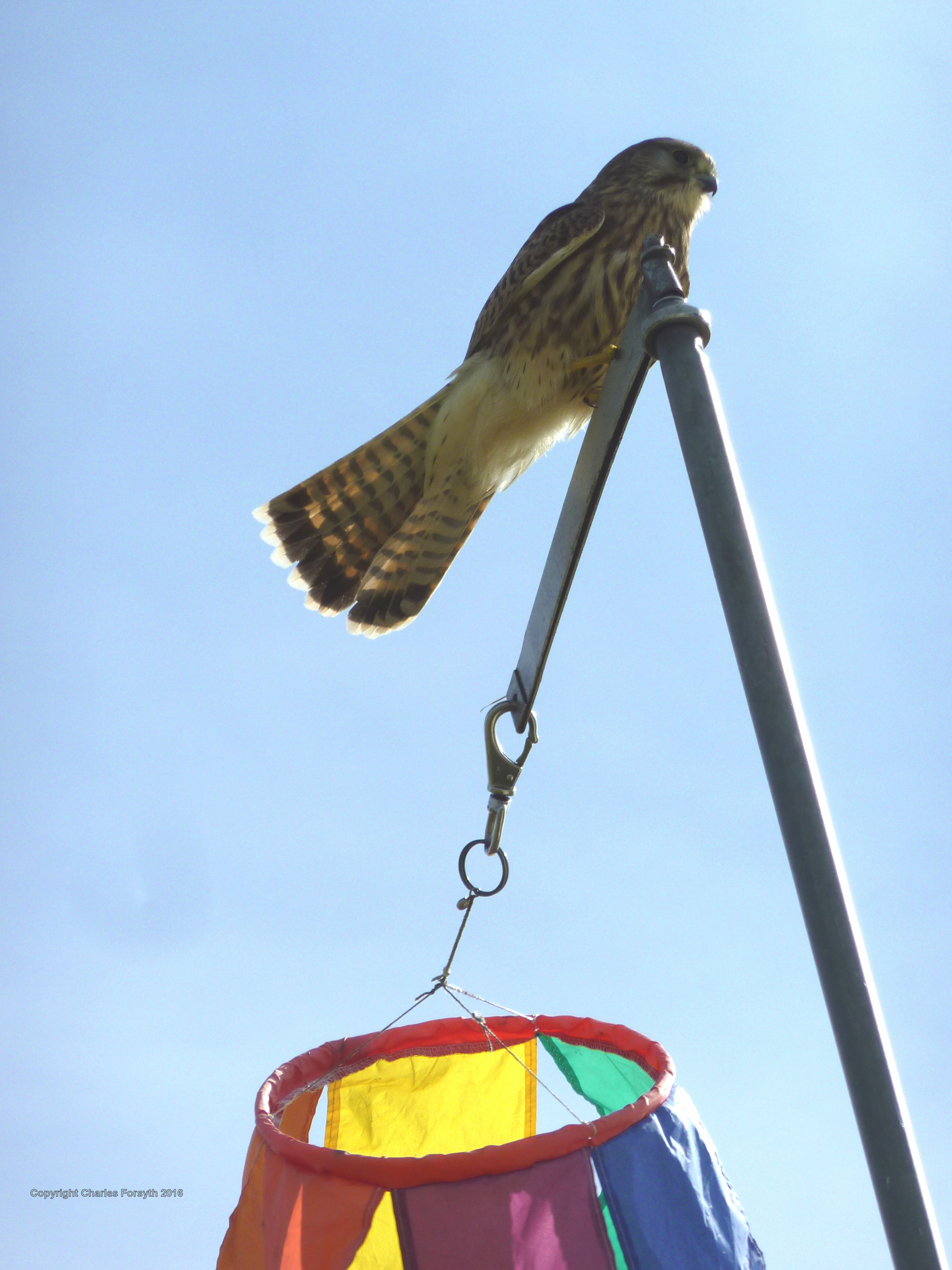 Kestrel on windsock - Copyright Charles Forsyth 2016