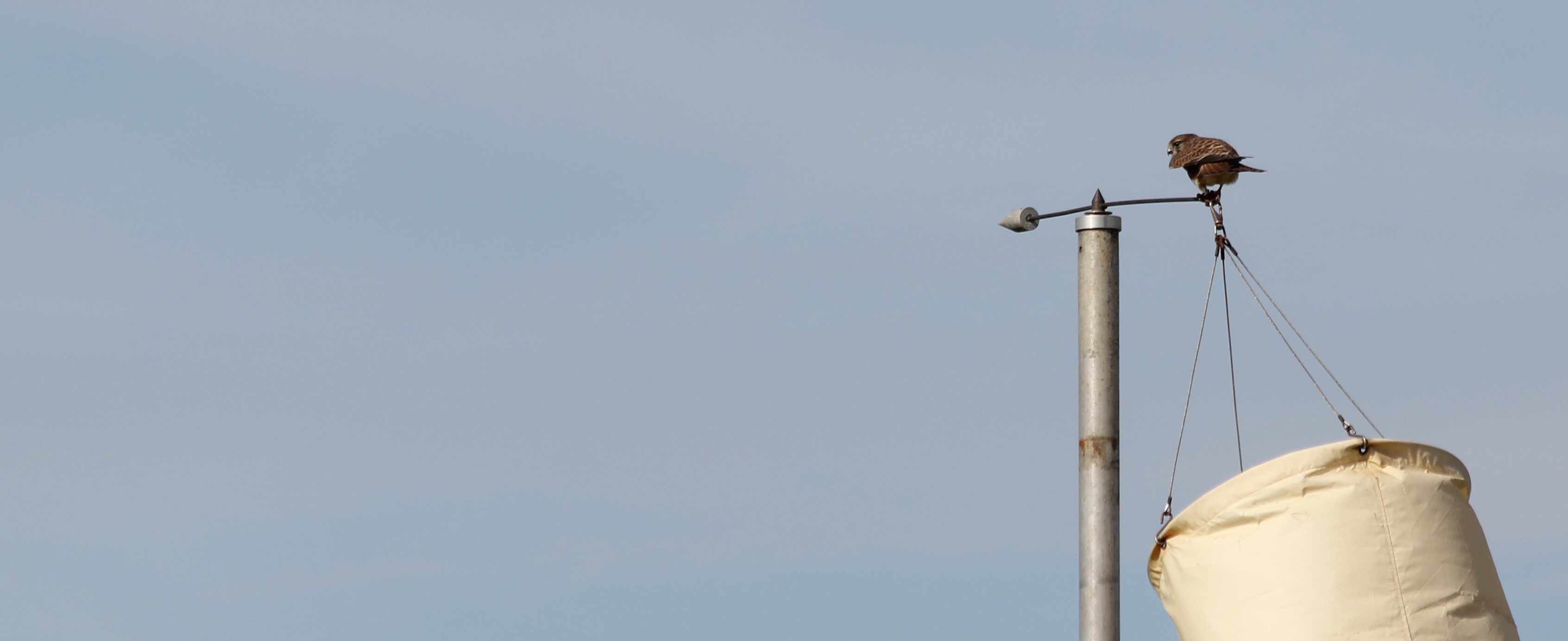 Kestrel on windsock - Banner