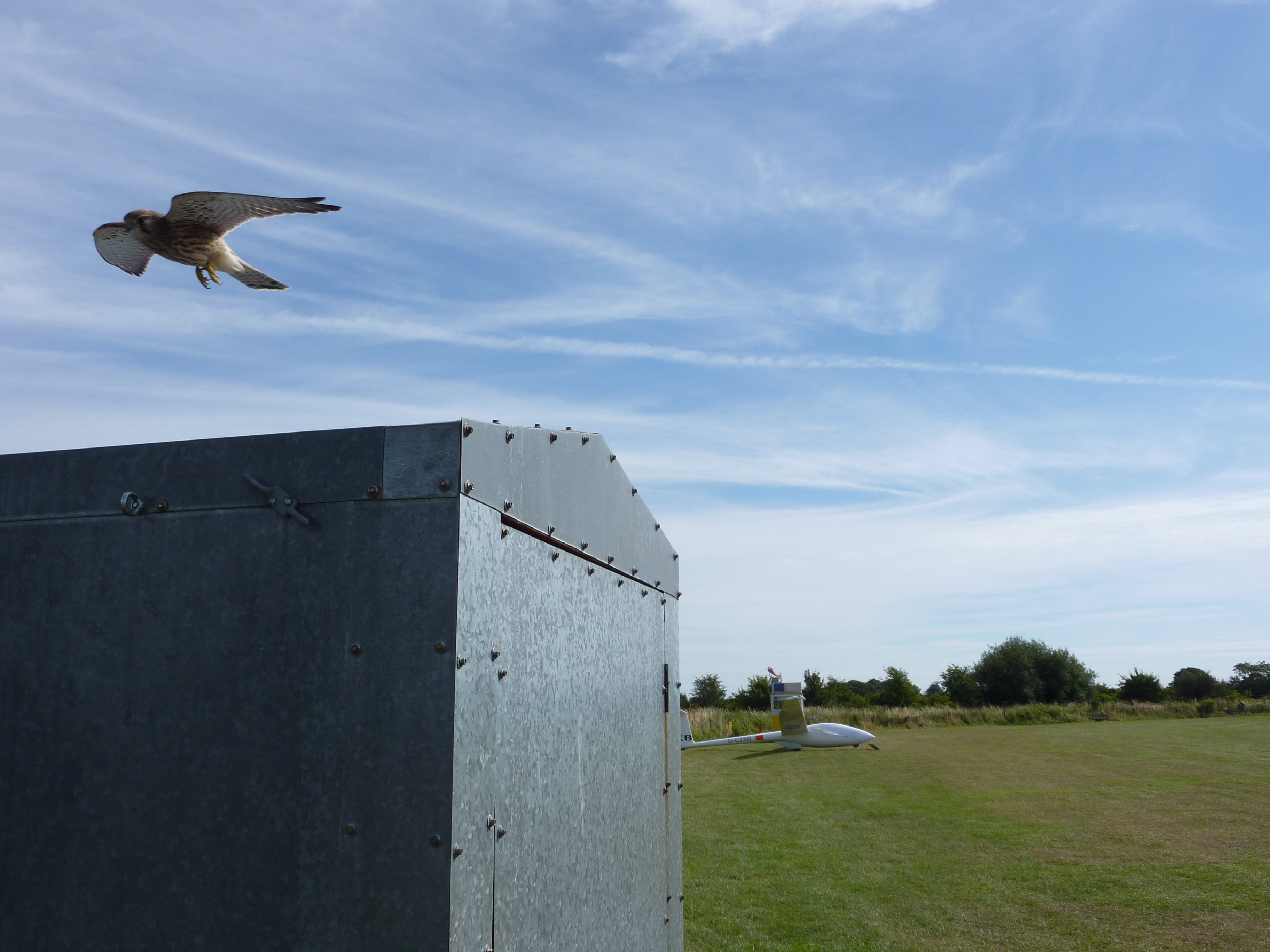 Kestrel in flight
