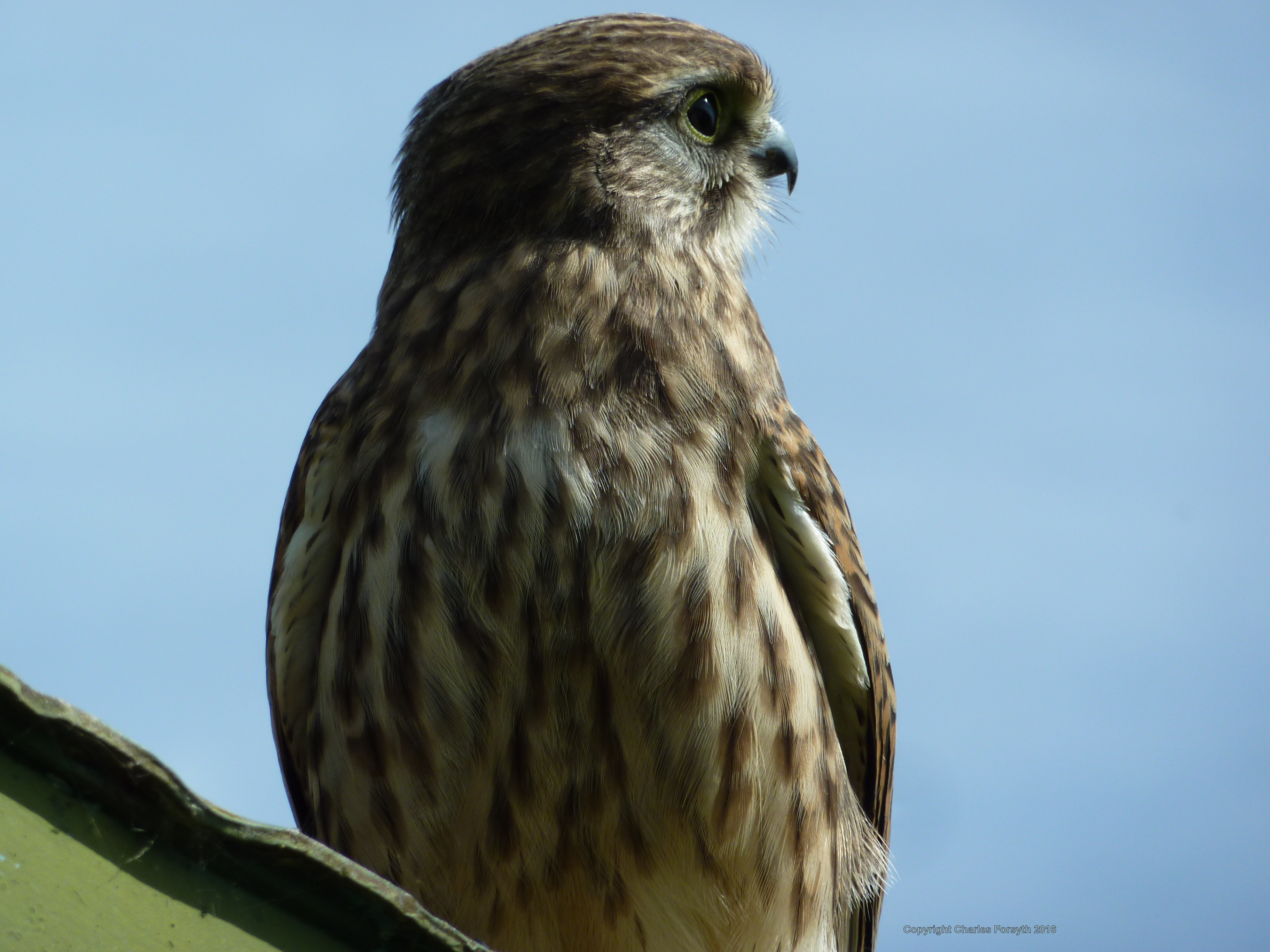Kestrel by Charles Forsyth - Copyright 2016